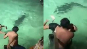 Turistas são surpreendidos por crocodilo durante banho noturno e registro impressiona; confira vídeo