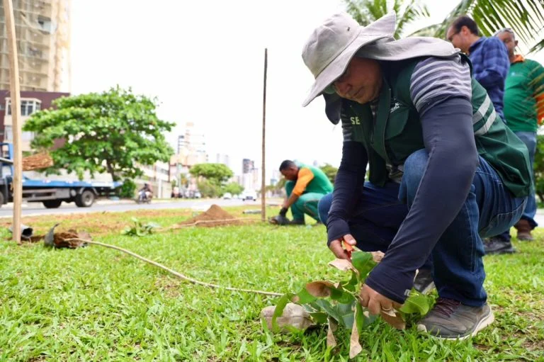 Prefeitura de Salvador planta 100 mudas de árvores na Avenida Magalhães Neto para recompor arborização
