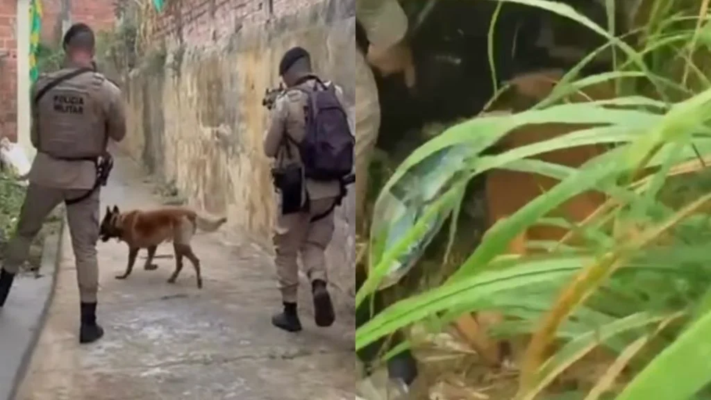 De maconha á cocaína: cão farejador ajuda à Polícia Militar a encontrar drogas no Recôncavo Baiano