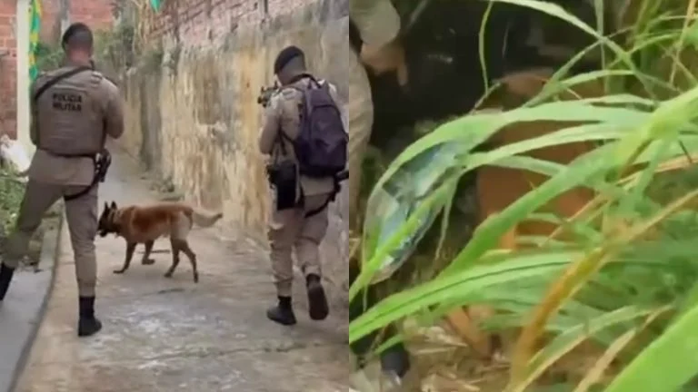 De maconha á cocaína: cão farejador ajuda à Polícia Militar a encontrar drogas no Recôncavo Baiano