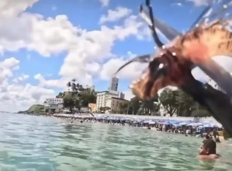 Peixes leão são encontrados no Porto da Barra e mergulhadores levantam alerta; veja vídeo