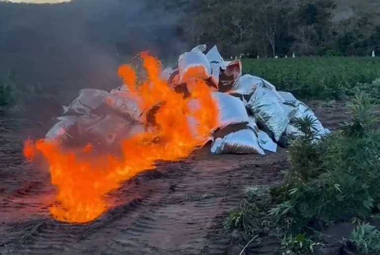 Polícia Civil queimou 1,9 tonelada de maconha encontrada em área de cultivo