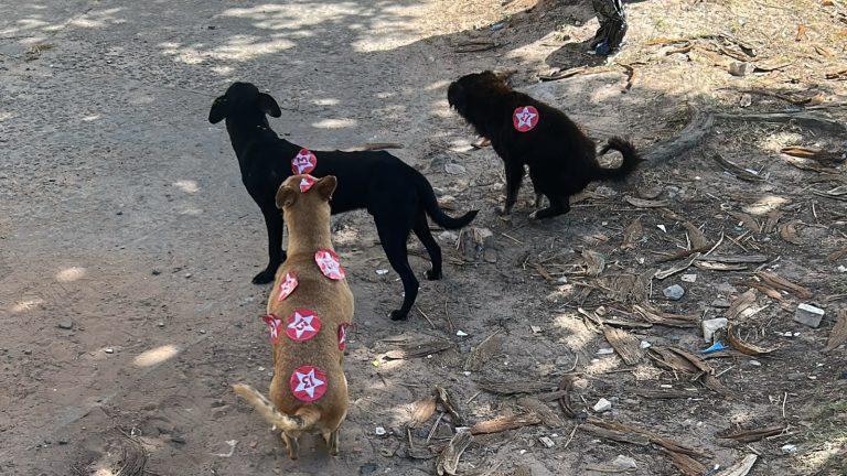 VOTA CÃO? Cachorros de rua aparecem com santinhos de candidatos colados no corpo durante eleições