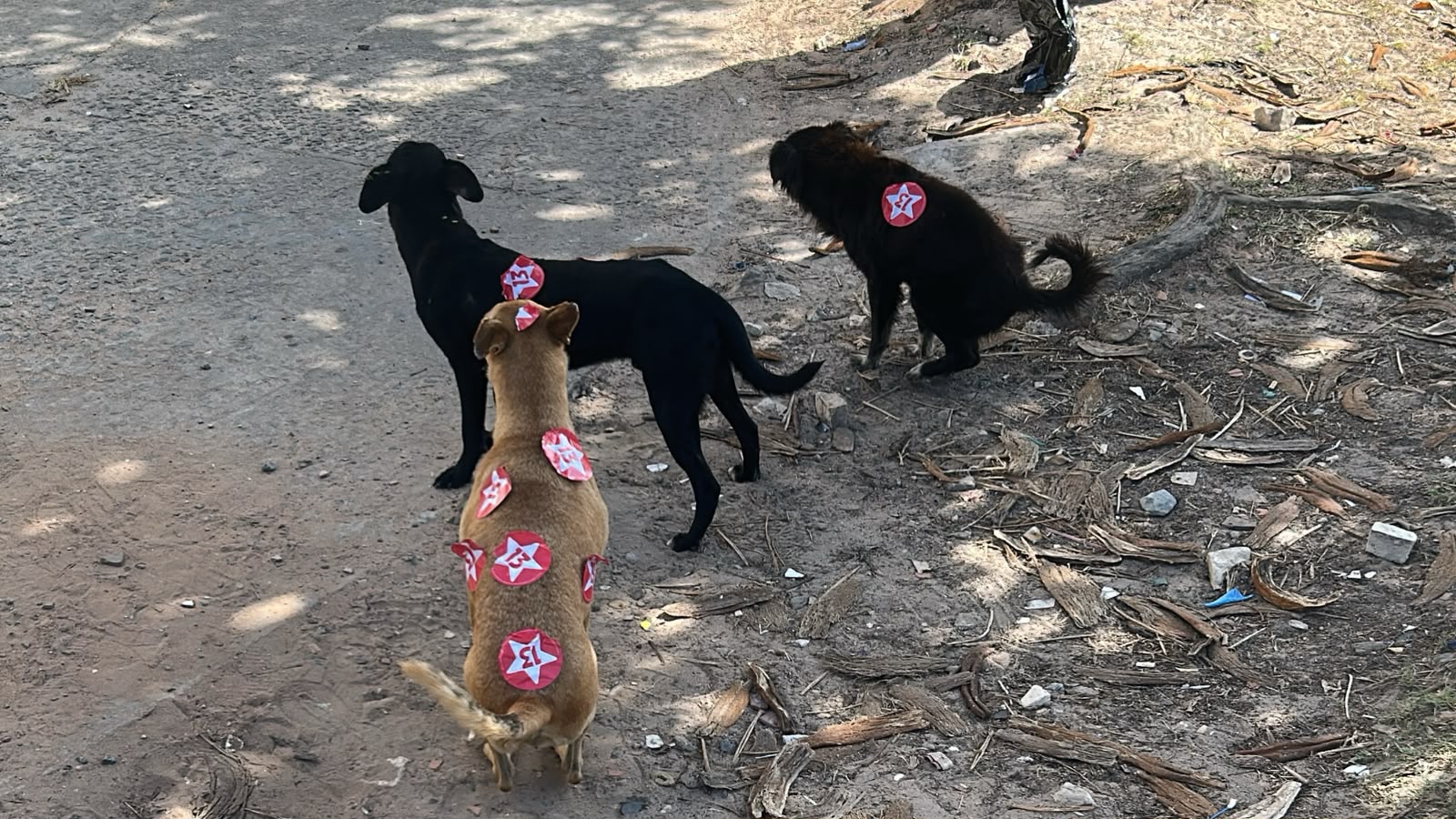 VOTA CÃO? Cachorros de rua aparecem com santinhos de candidatos colados no corpo durante eleições